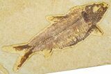 Limestone With Two Detailed Fossil Fish (Knightia) - Wyoming #384487-2